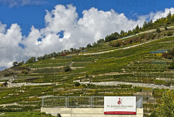 Company sign of the St Jodern Winery in front of vineyards