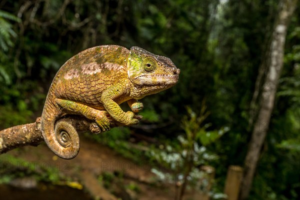 Globifer chameleon