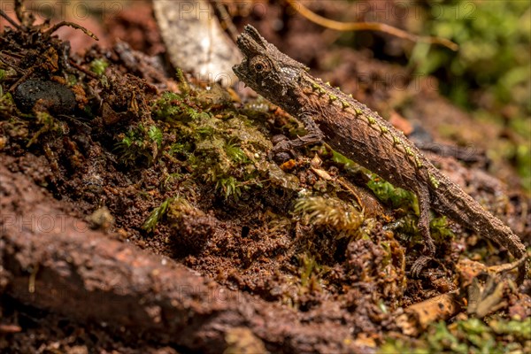 Marojejy Earth Chameleon