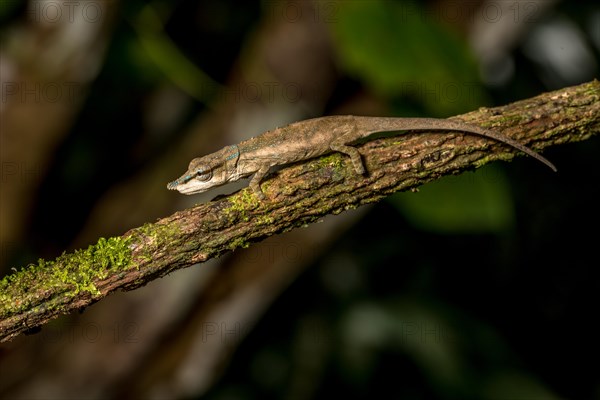 Uetz Vetchling Chameleon