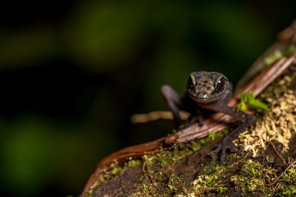 Graceful madagascar ground gecko