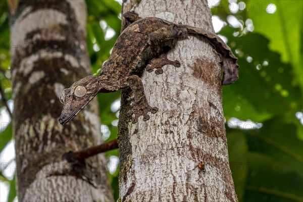 Giant leaf-tailed gecko