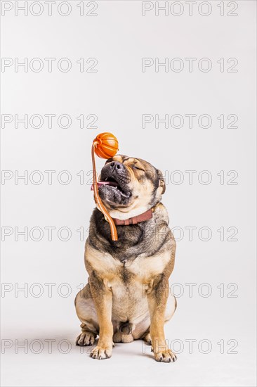 Bulldog playing with toy over white background