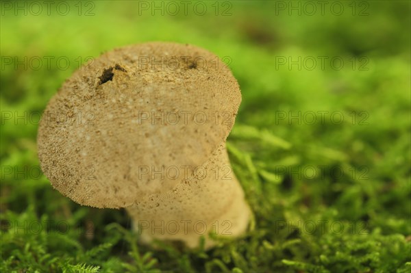 Common puffball