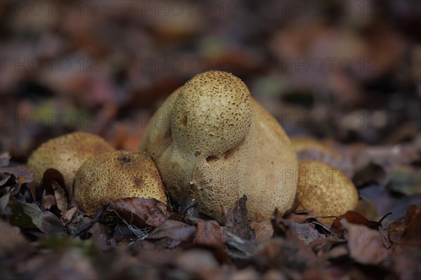 Thin-skinned potato bovist