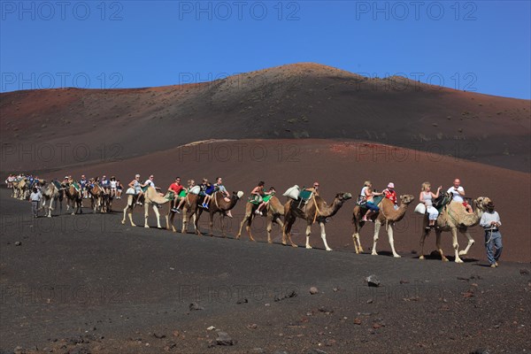 Dromedary Riding for Tourists in Timanfaya National Park