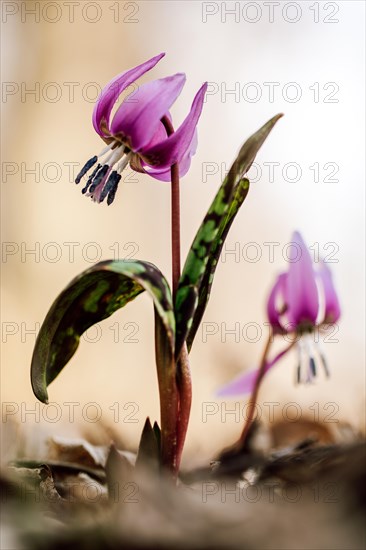 Flowering dog's tooth violet