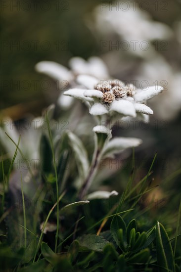 Alpine edelweiss