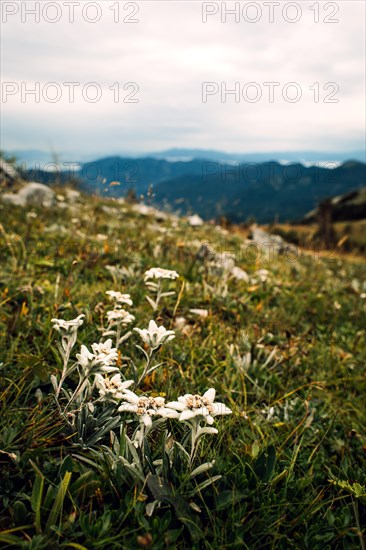 Alpine edelweiss