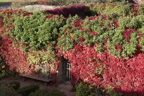 Bunker gardens overgrown with wild vines in autumn colours