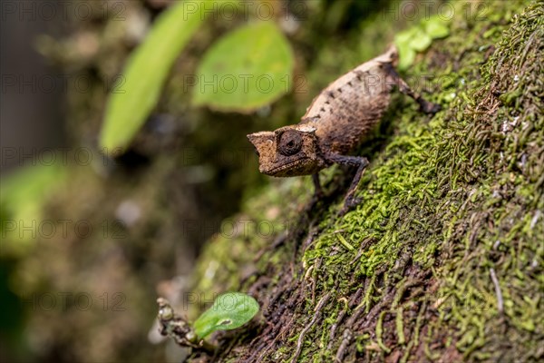 Marojejy leaf chameleon