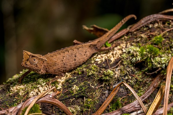 Marojejy leaf chameleon