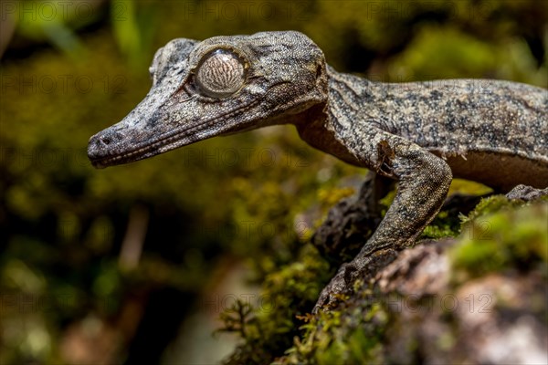 Giant leaf-tailed gecko