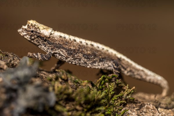 Montagne d Ambre Earth Chameleon