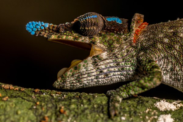 Blue-nosed Chameleon