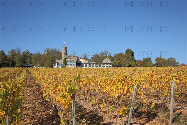 Schwarzenstein Castle in the vineyard