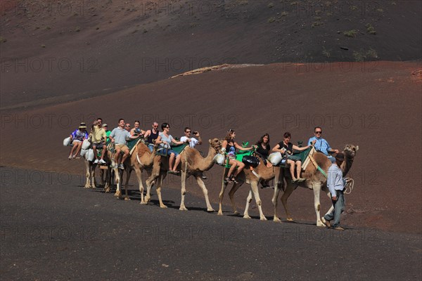 Dromedary Riding for Tourists in Timanfaya National Park