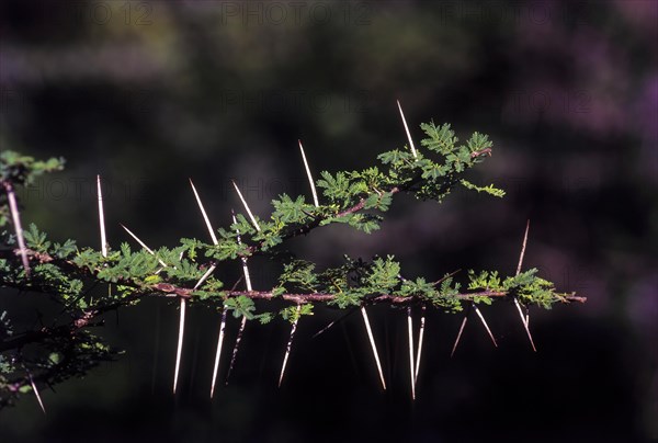 Medicinal plants Gum arabic tree