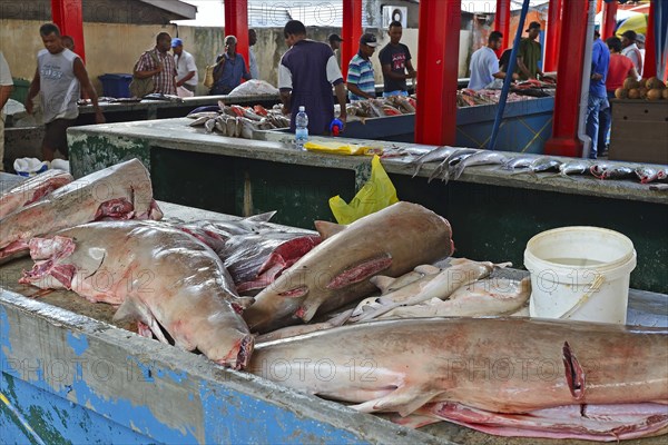 Freshly caught sharks for sale