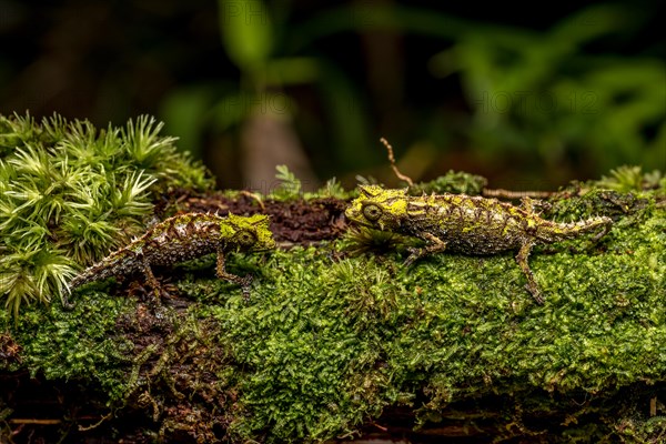 Variegated Earth Chameleon