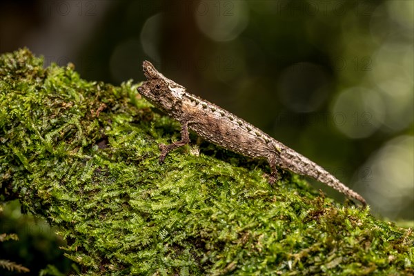 Marojejy Earth Chameleon