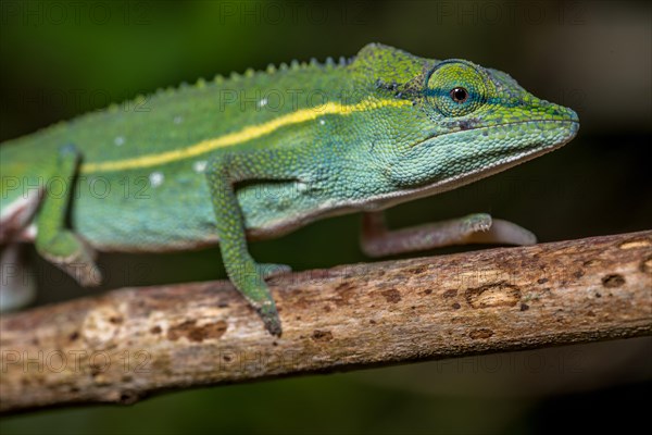 (Calumma guillaumeti), Marojejy National Park, Madagascar, Africa