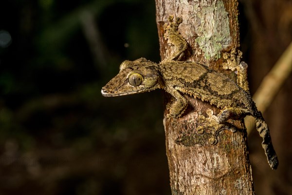 Giant flat-tailed gecko