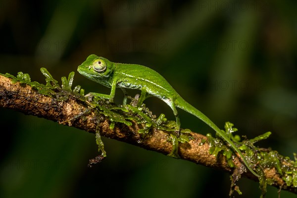 Marojejy chameleon