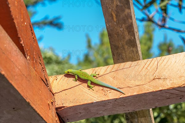 Striped day gecko