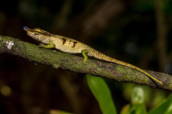 Blue-nosed Chameleon