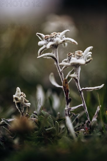 Alpine edelweiss