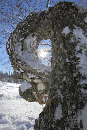 Sunbeams through warty birch