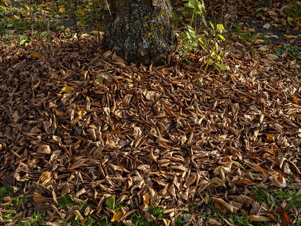 Autumn leaves and green shoots under a cherry tree in a garden