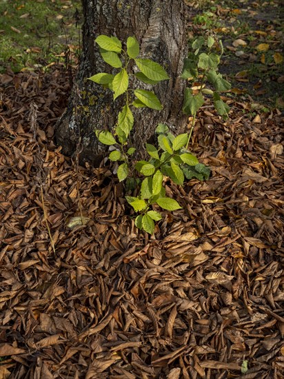 Autumn leaves and green shoots under a cherry tree in a garden