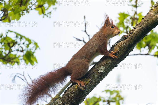 Eurasian red squirrel