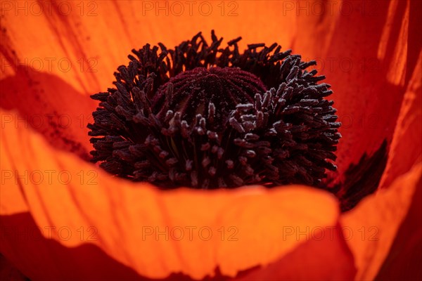 Oriental poppy