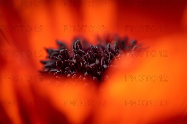 Oriental poppy