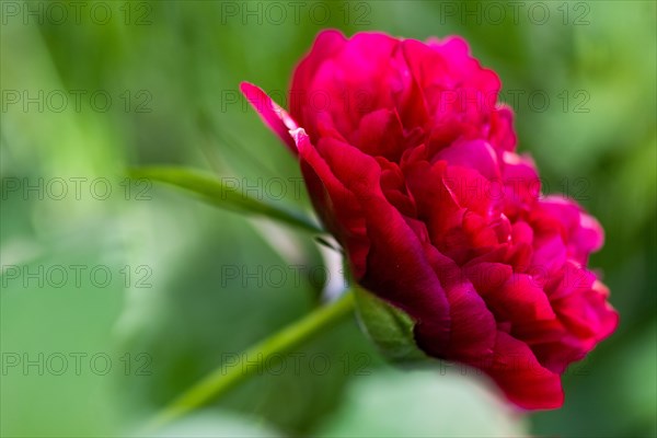 European peony