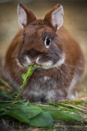 Dwarf rabbit in the garden eating dandelion