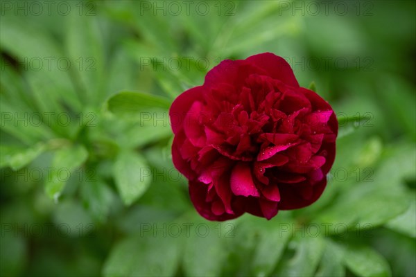 European peony