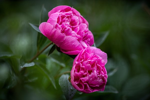 European peony