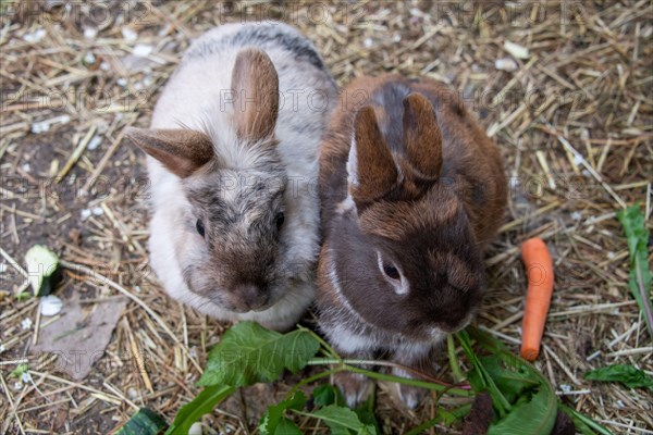 Lionhead rabbits and dwarf rabbits in garden enclosure