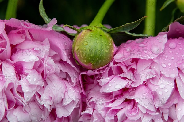 European peony