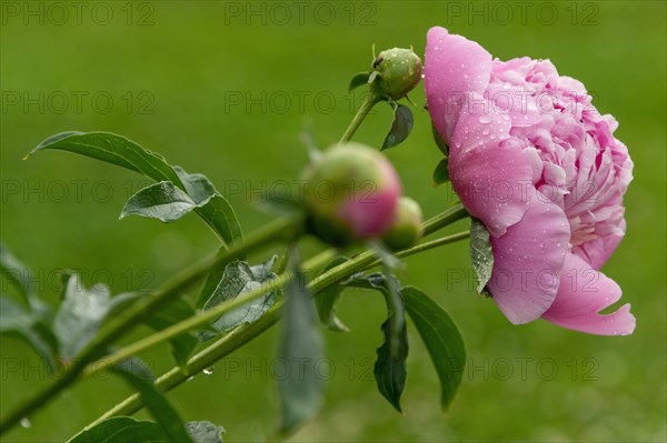 European peony