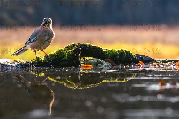 Adult Eurasian jay