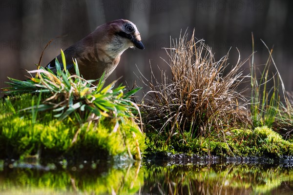 Adult Eurasian jay