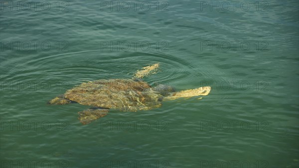 Swimming sea turtle