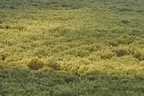 Dense olive grove from above