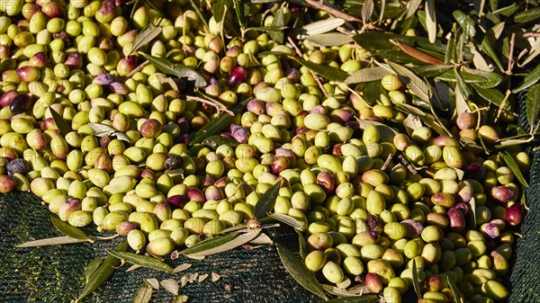 Olives