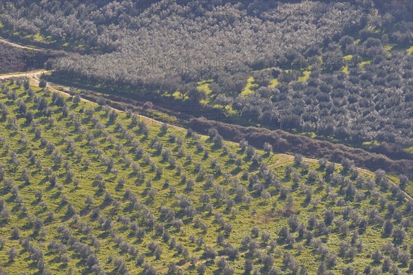 Olive grove